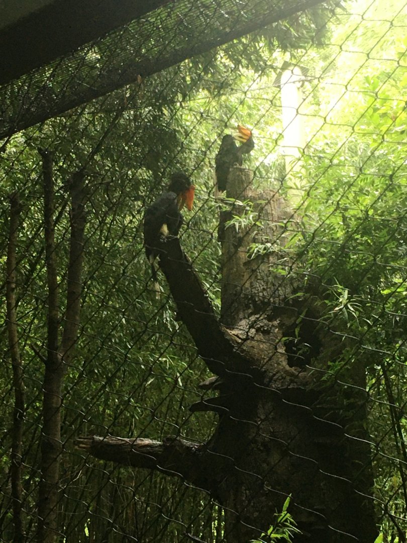 Rhinoceros hornbills