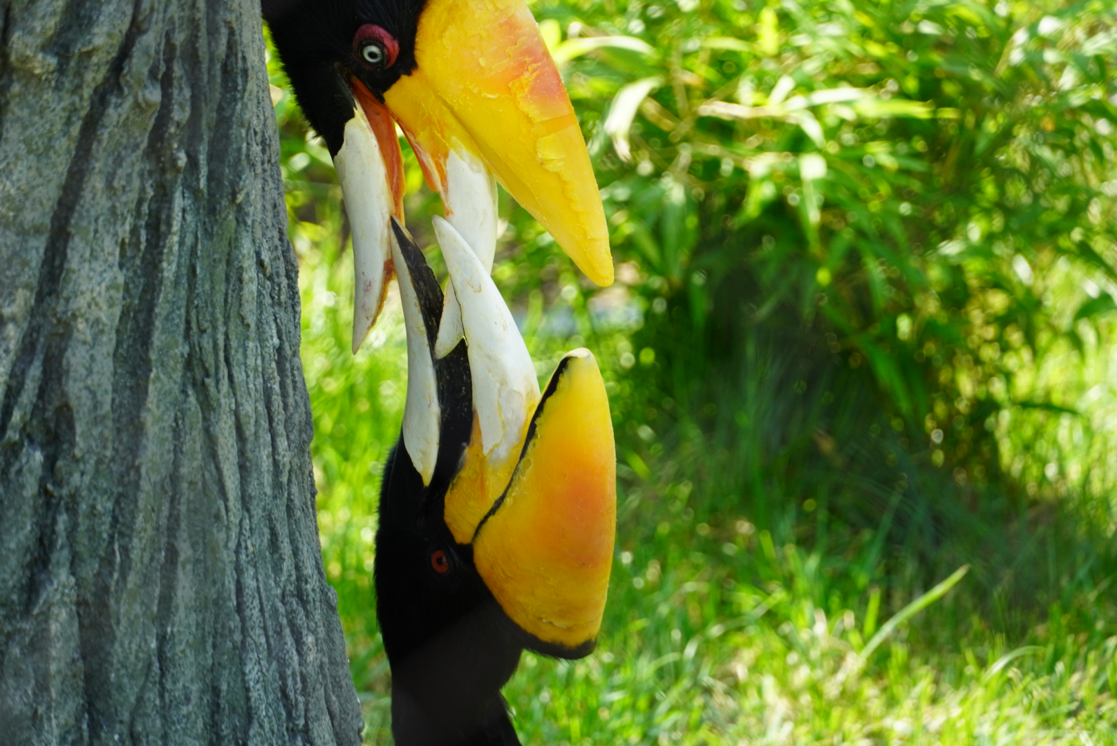 Rhinoceros Hornbills