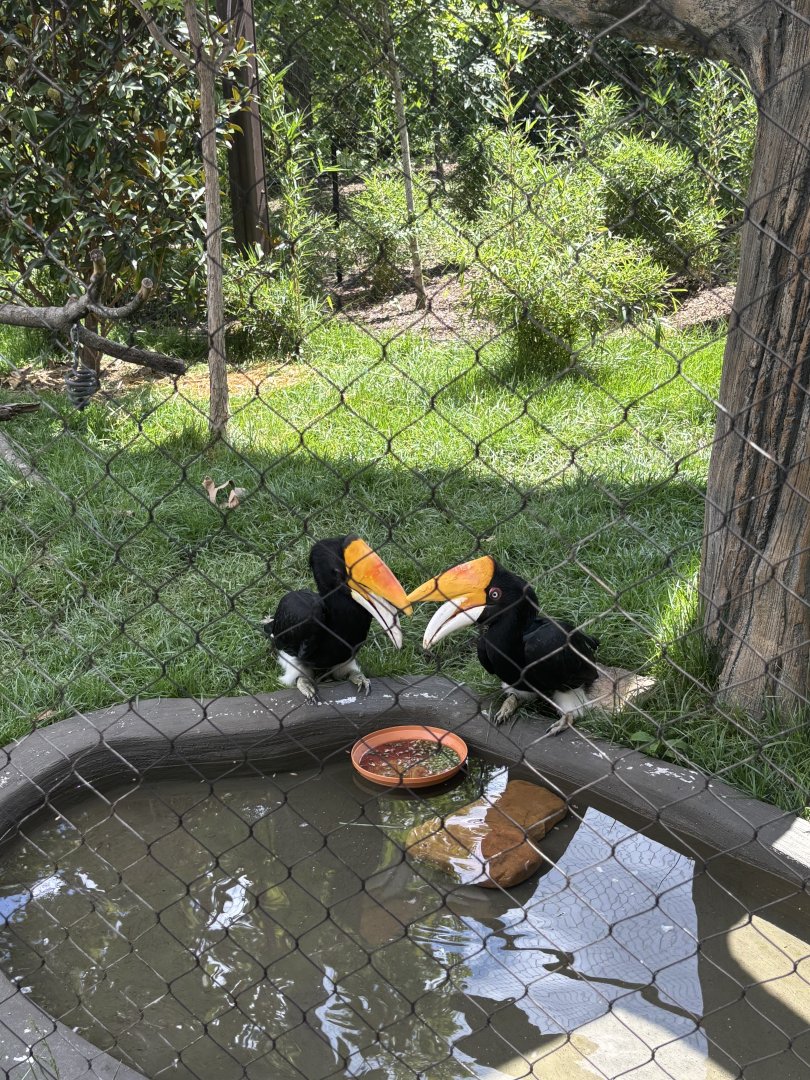 Rhinoceros Hornbills