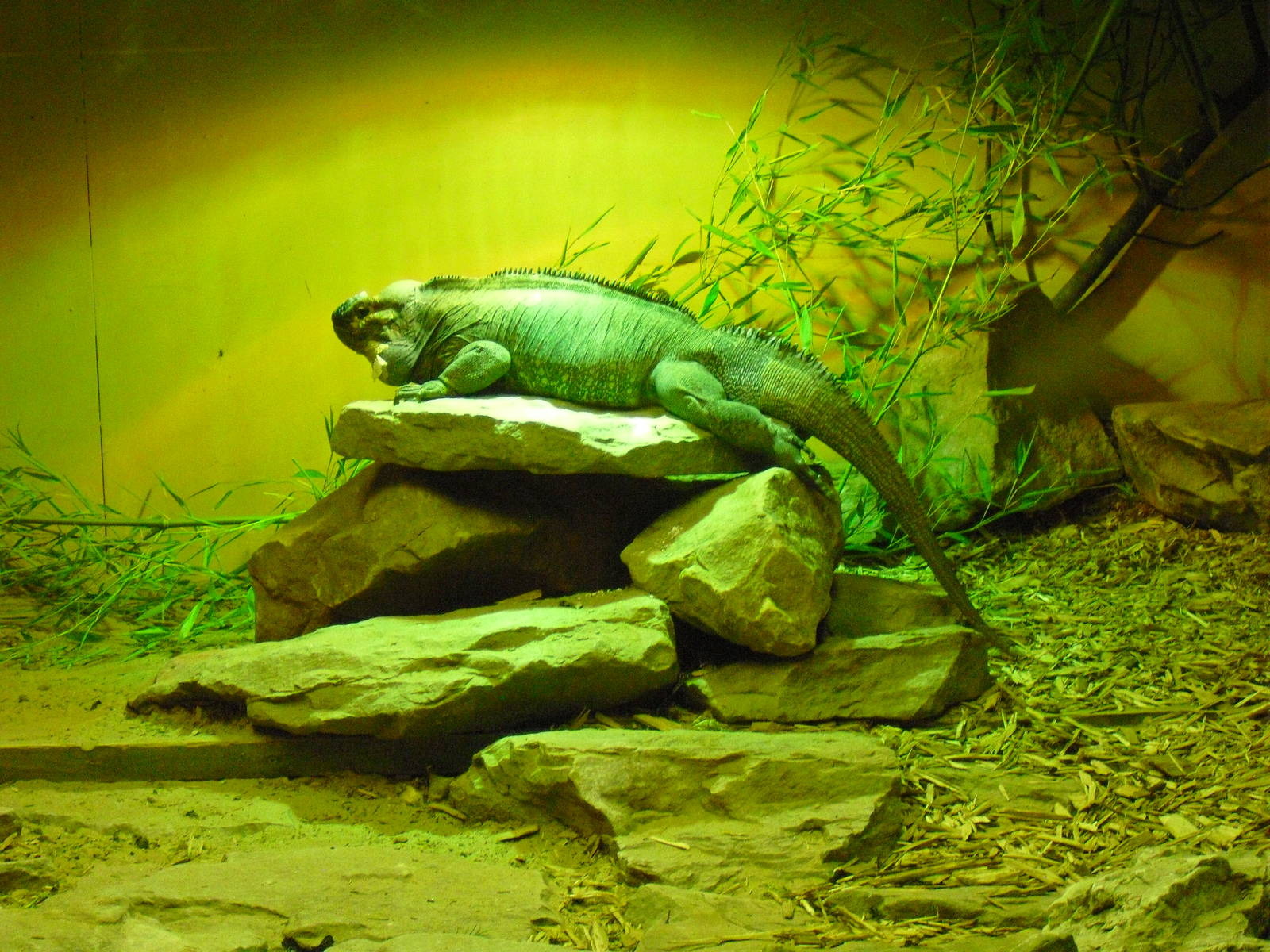 Rhinoceros Iguana - 01/10/2011