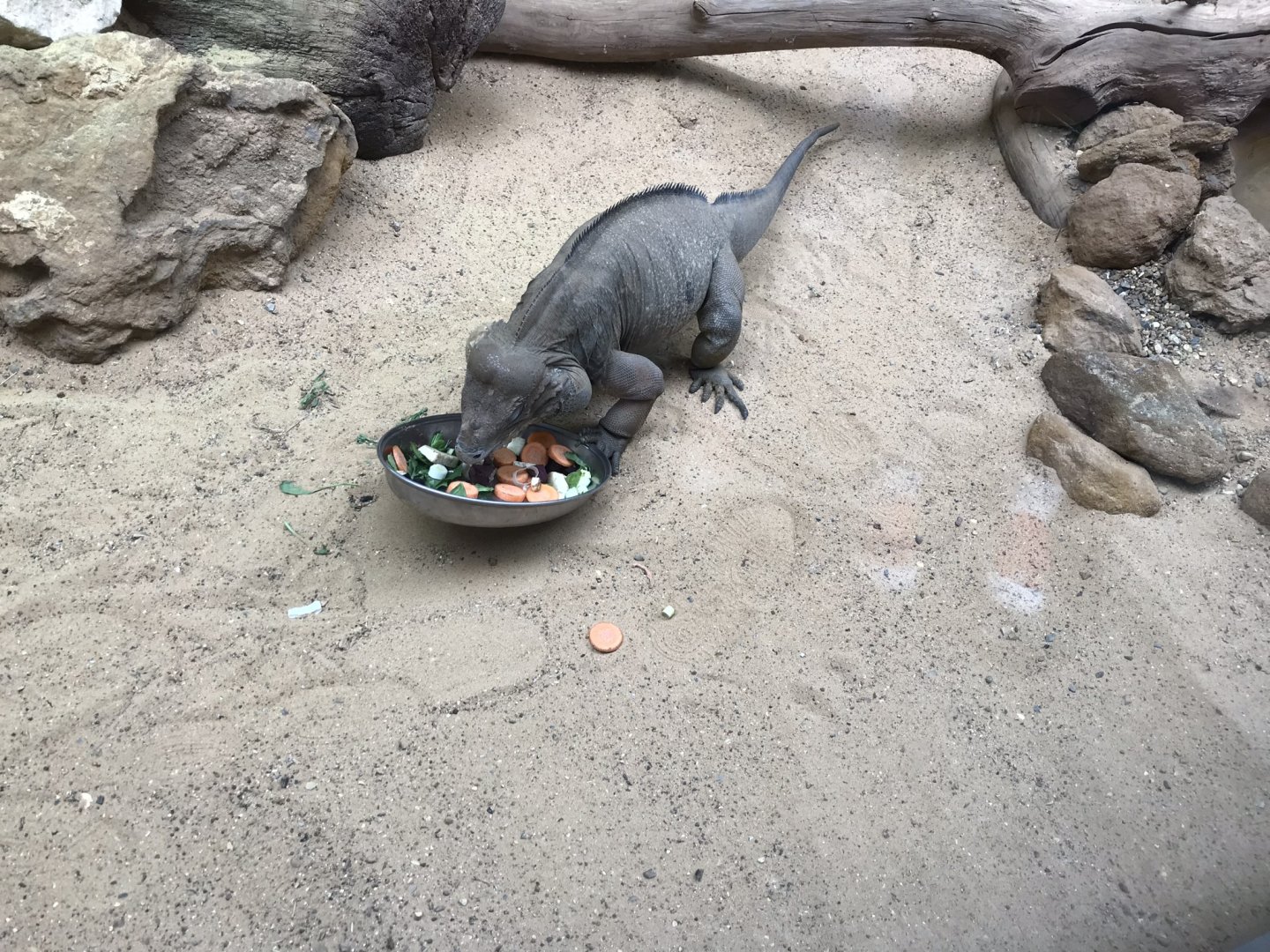 Rhinoceros iguana 100818