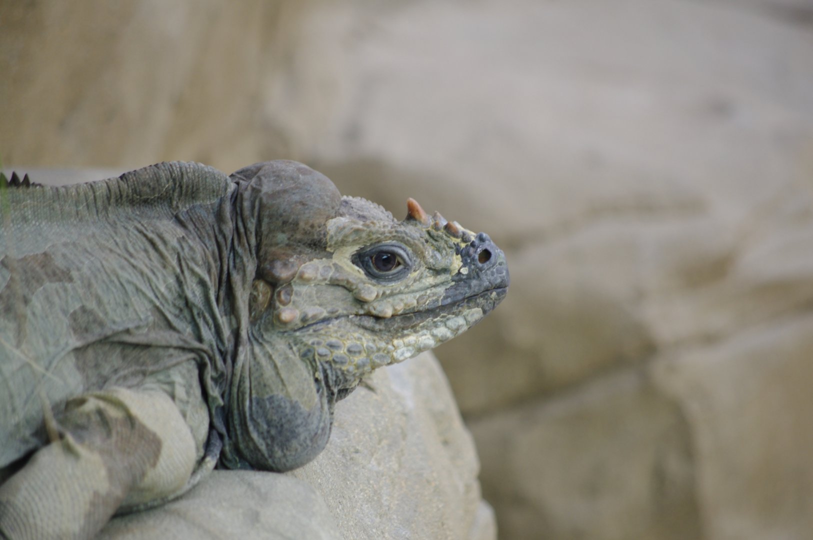 Rhinoceros Iguana- 11/4/2024