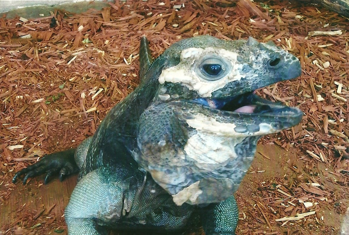 Rhinoceros Iguana, 13th September 2013