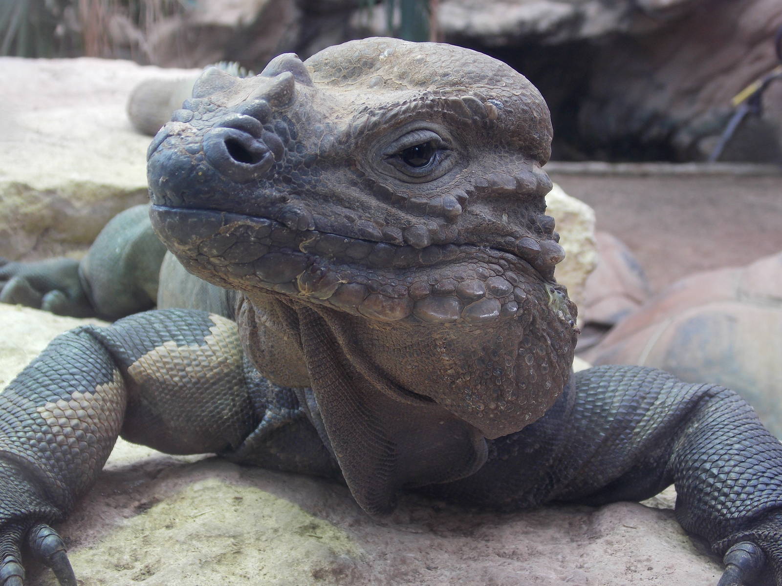 Rhinoceros Iguana 15/3/13