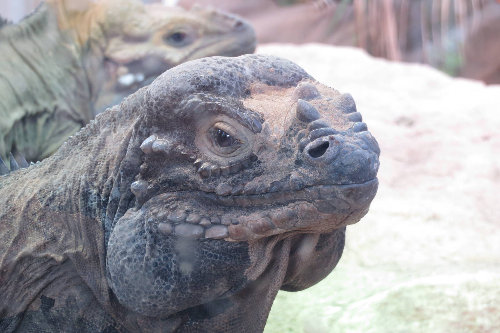 rhinoceros iguana 201013