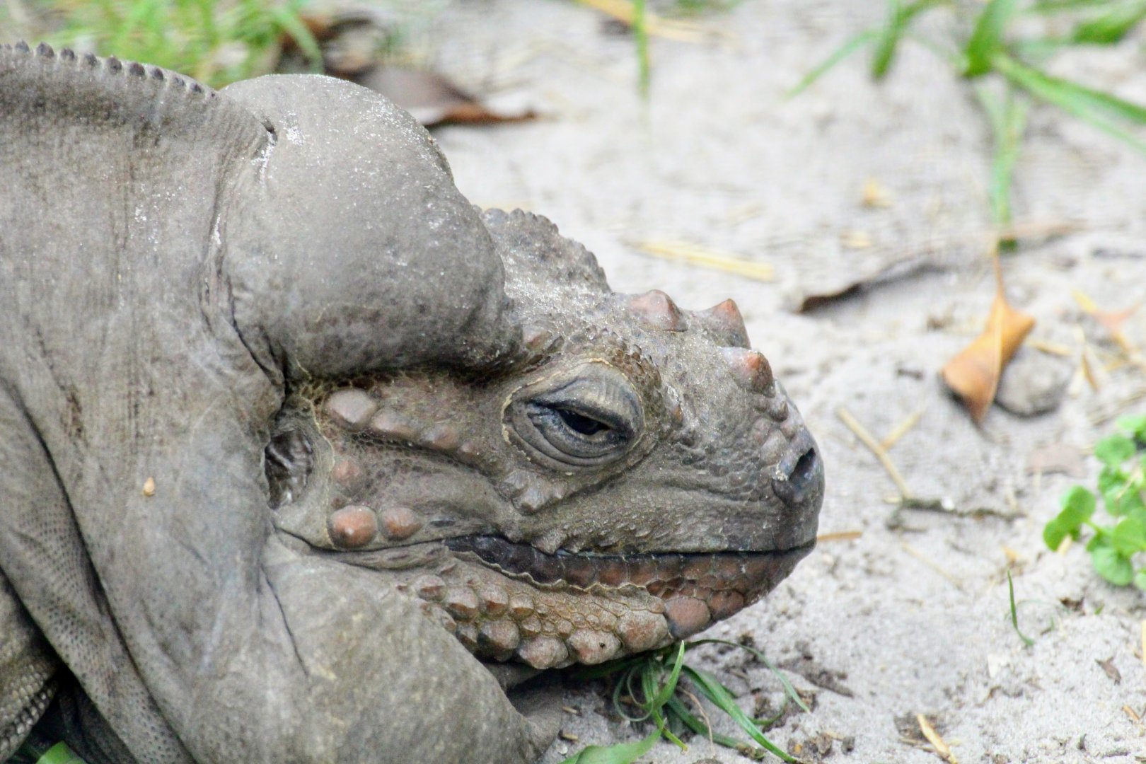 Rhinoceros Iguana (2016)