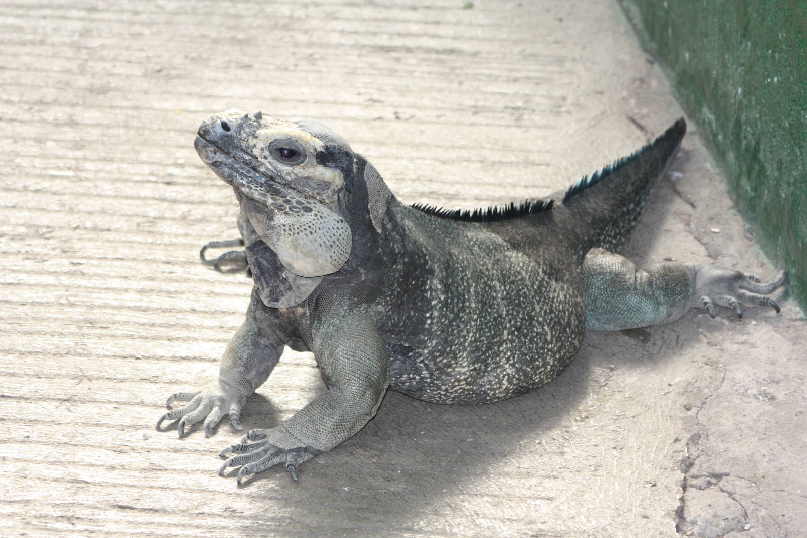 Rhinoceros Iguana, 23rd September 2014