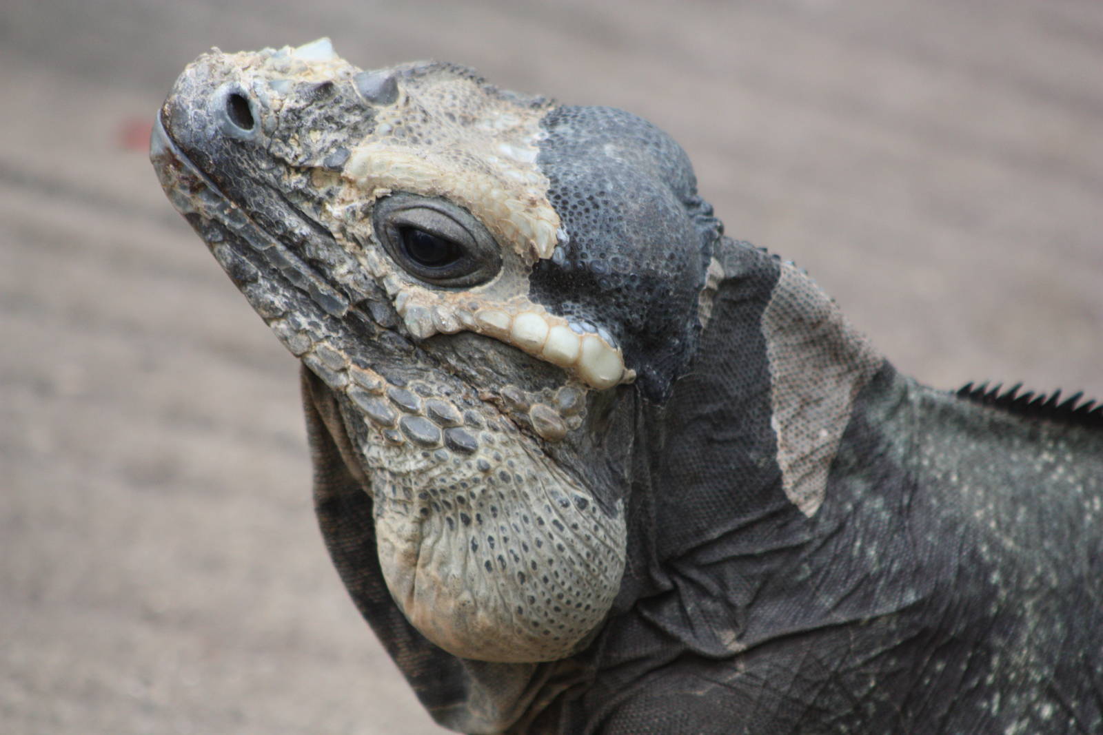 Rhinoceros Iguana, 23rd September 2014