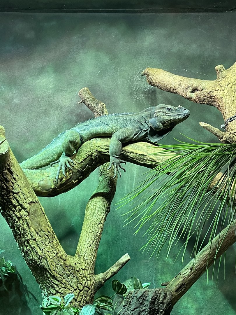 Rhinoceros Iguana (3/12/23)