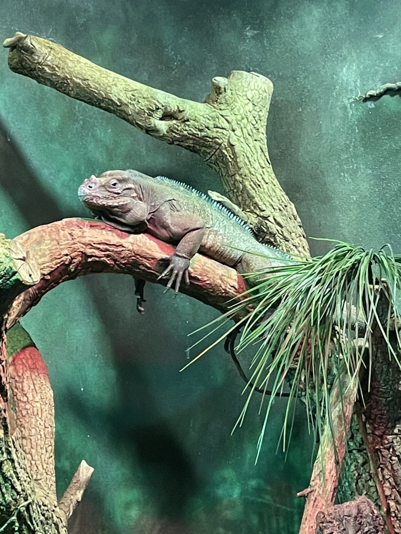 Rhinoceros Iguana (3/17/22)