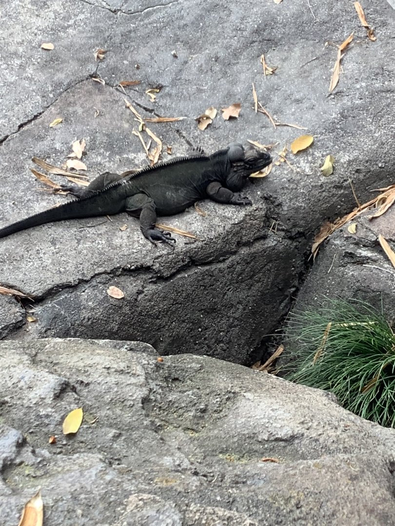 Rhinoceros Iguana 3/18/24