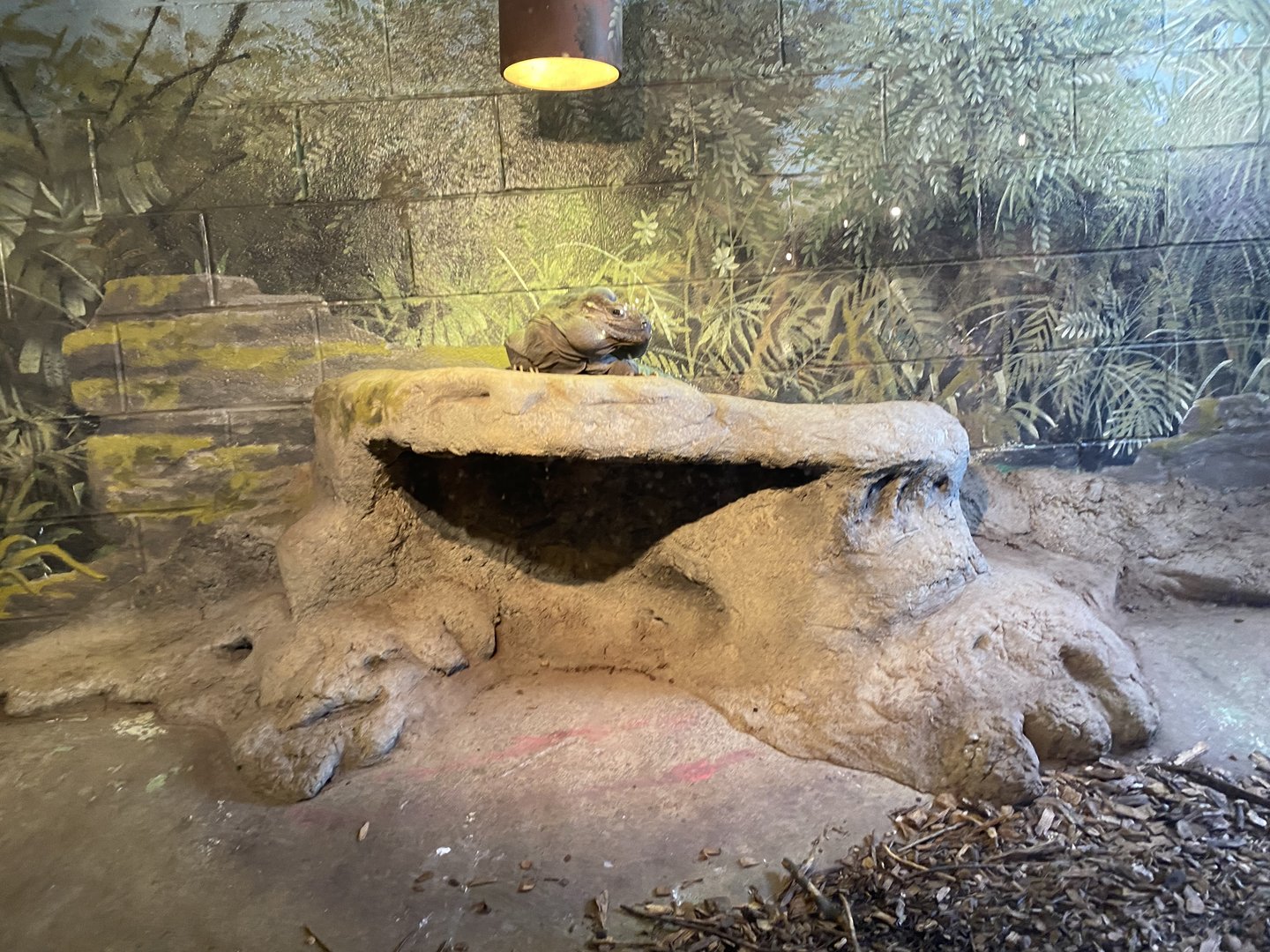 Rhinoceros Iguana 7-11-2023