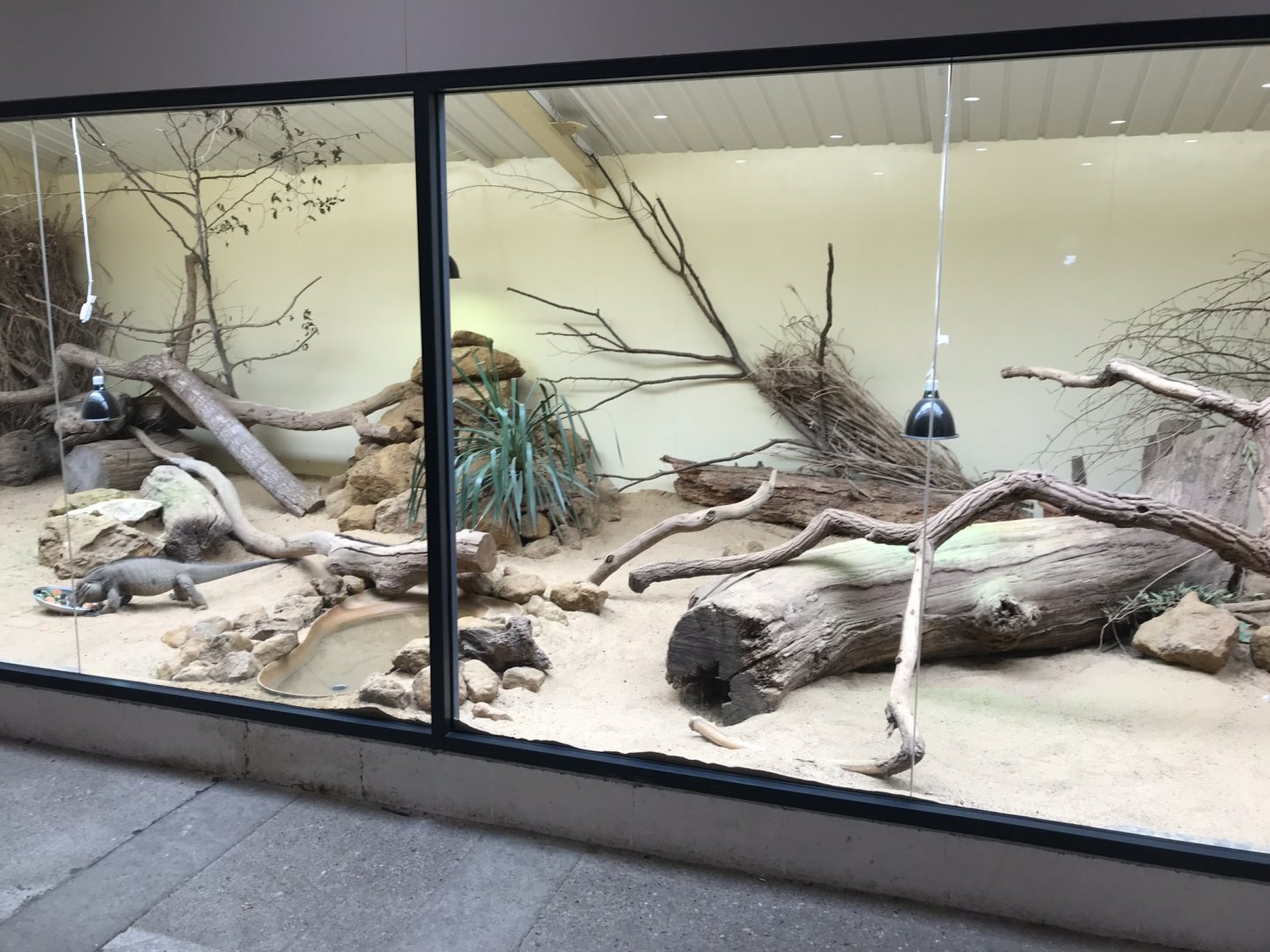 Rhinoceros iguana and Black-headed Weaver exhibit 100818