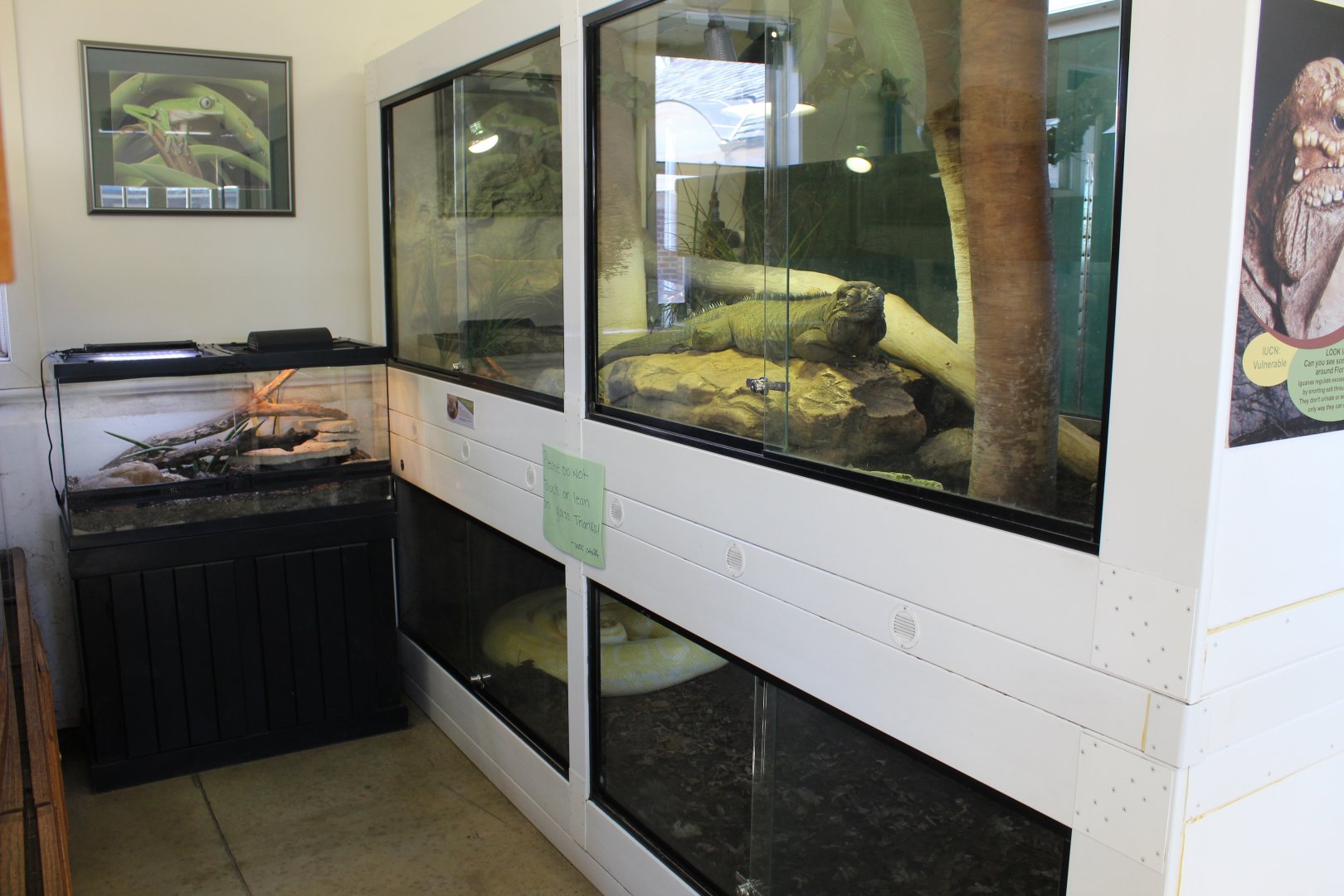 Rhinoceros Iguana and Boa Constrictor Exhibits