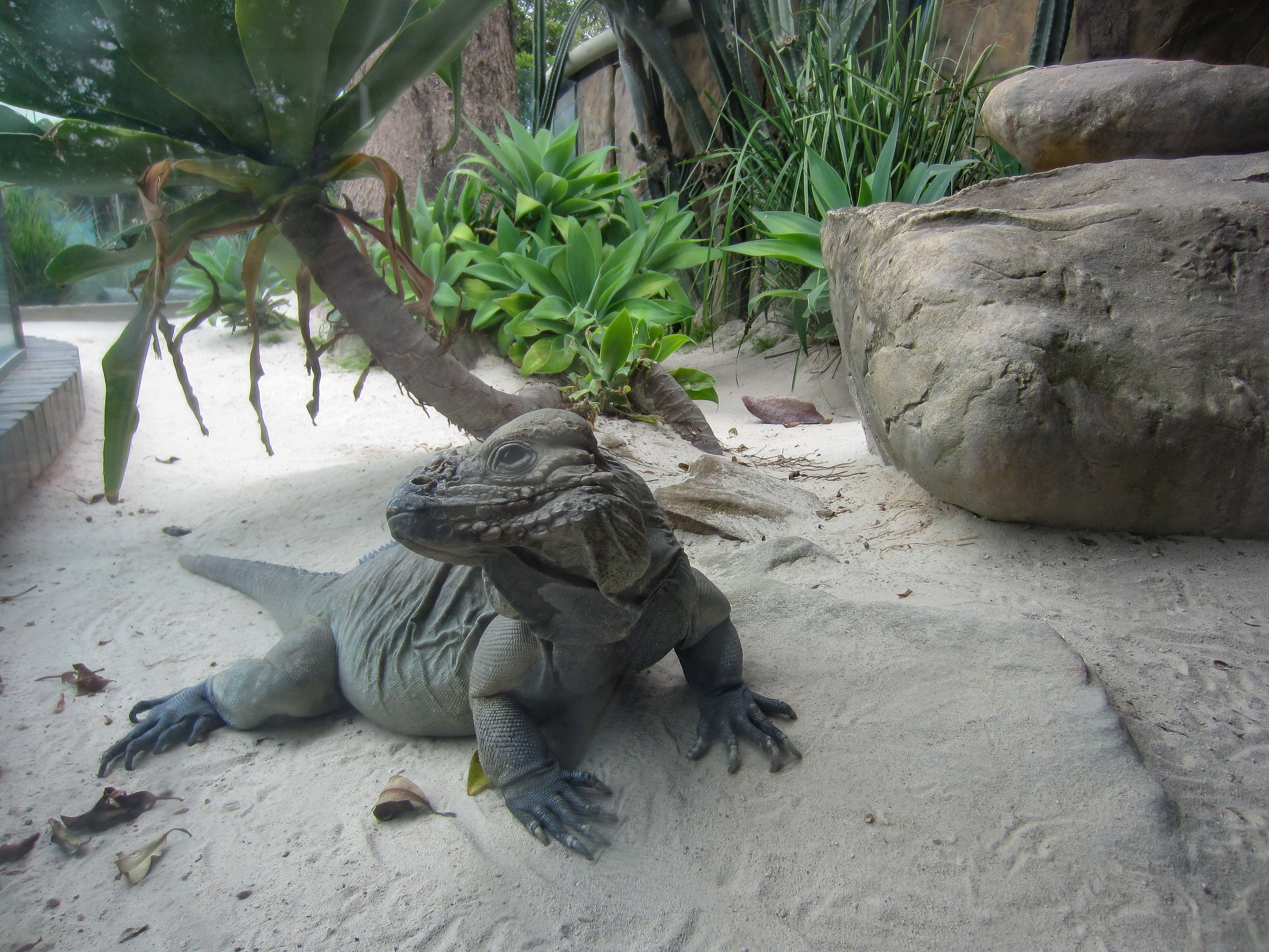 Rhinoceros Iguana and enclosure