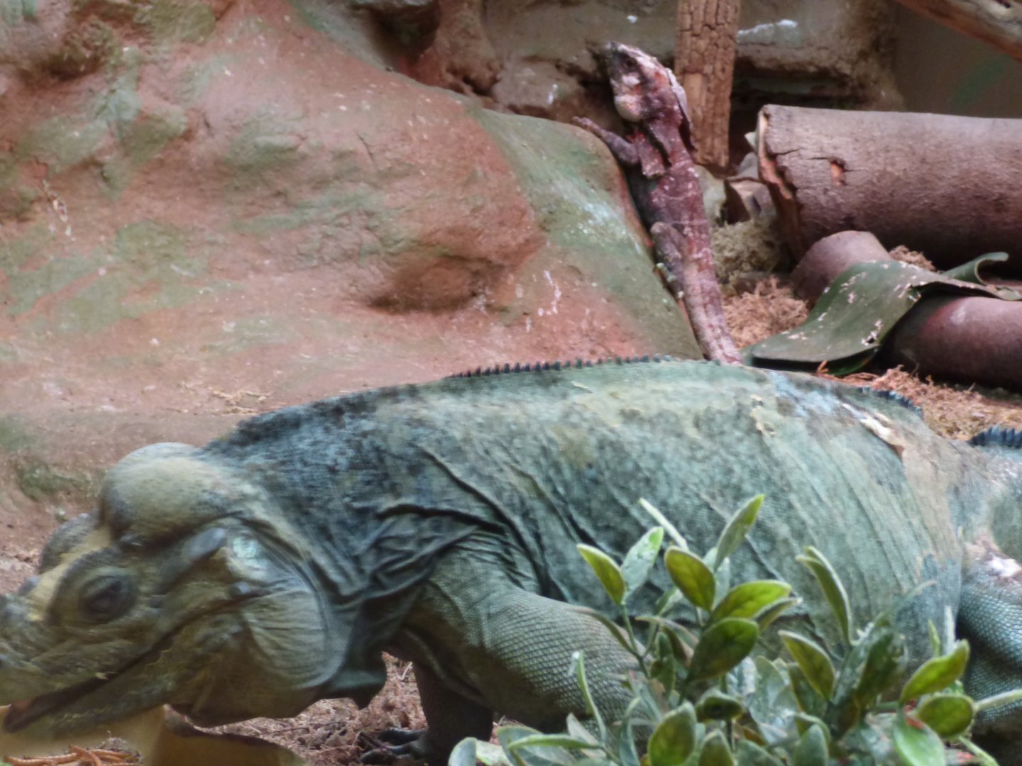 Rhinoceros Iguana and Frilled Lizard mixed exhibit
