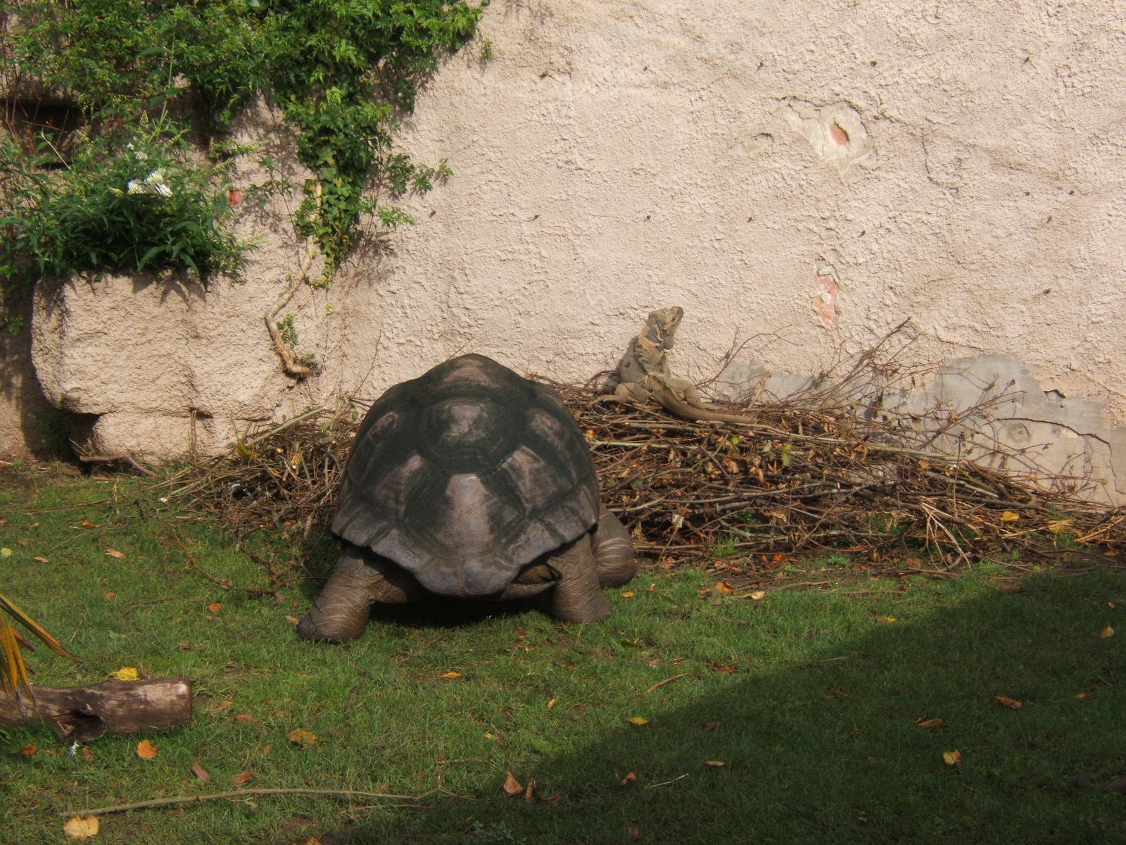 Rhinoceros Iguana and Giant Tortoise