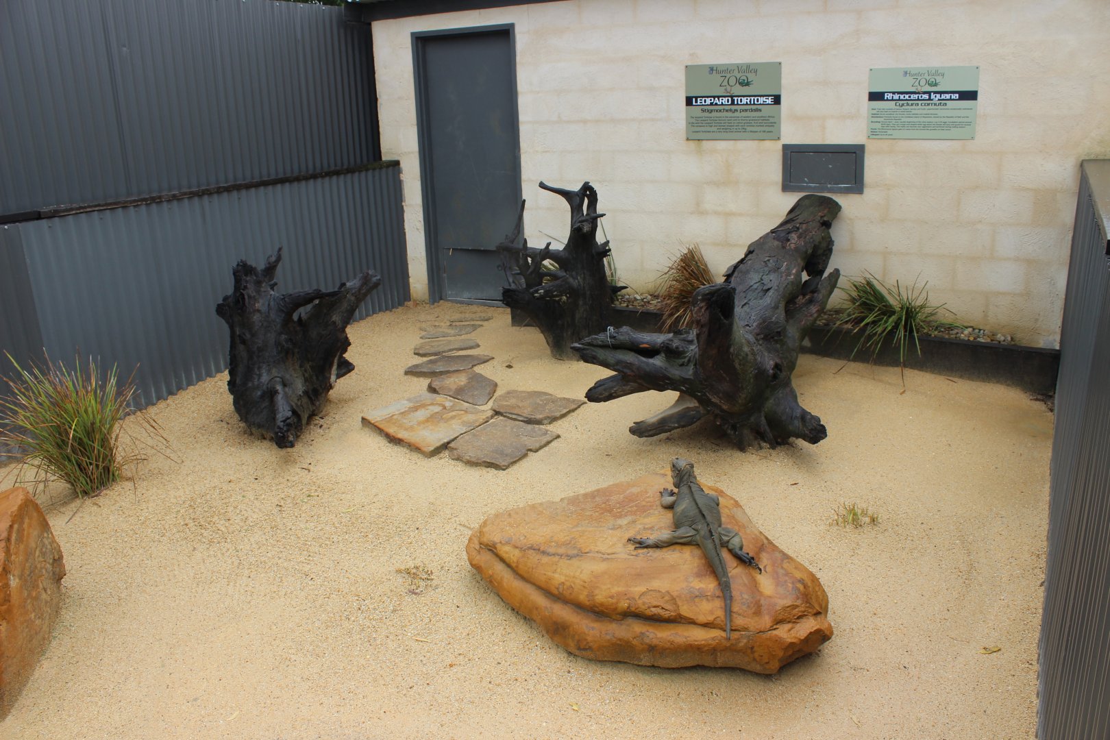 Rhinoceros Iguana and Leopard Tortoise enclosure