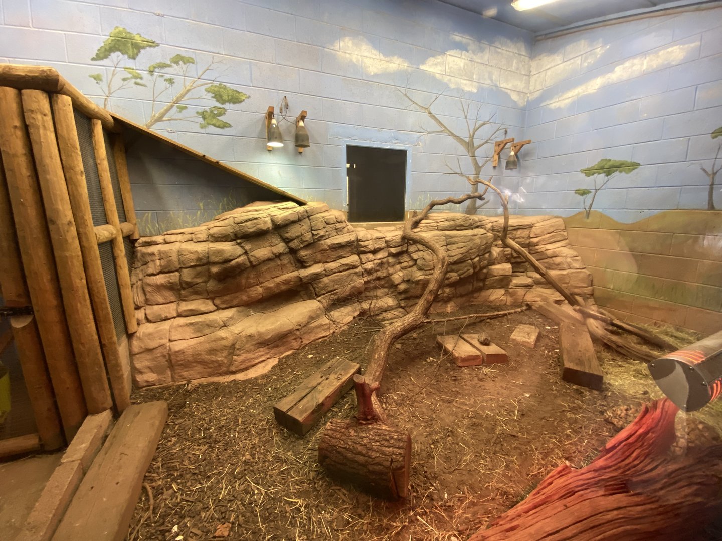 Rhinoceros iguana and Leopard tortoise exhibit 231022