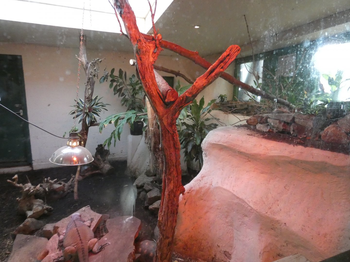 Rhinoceros iguana and Red-footed tortoise enclosure