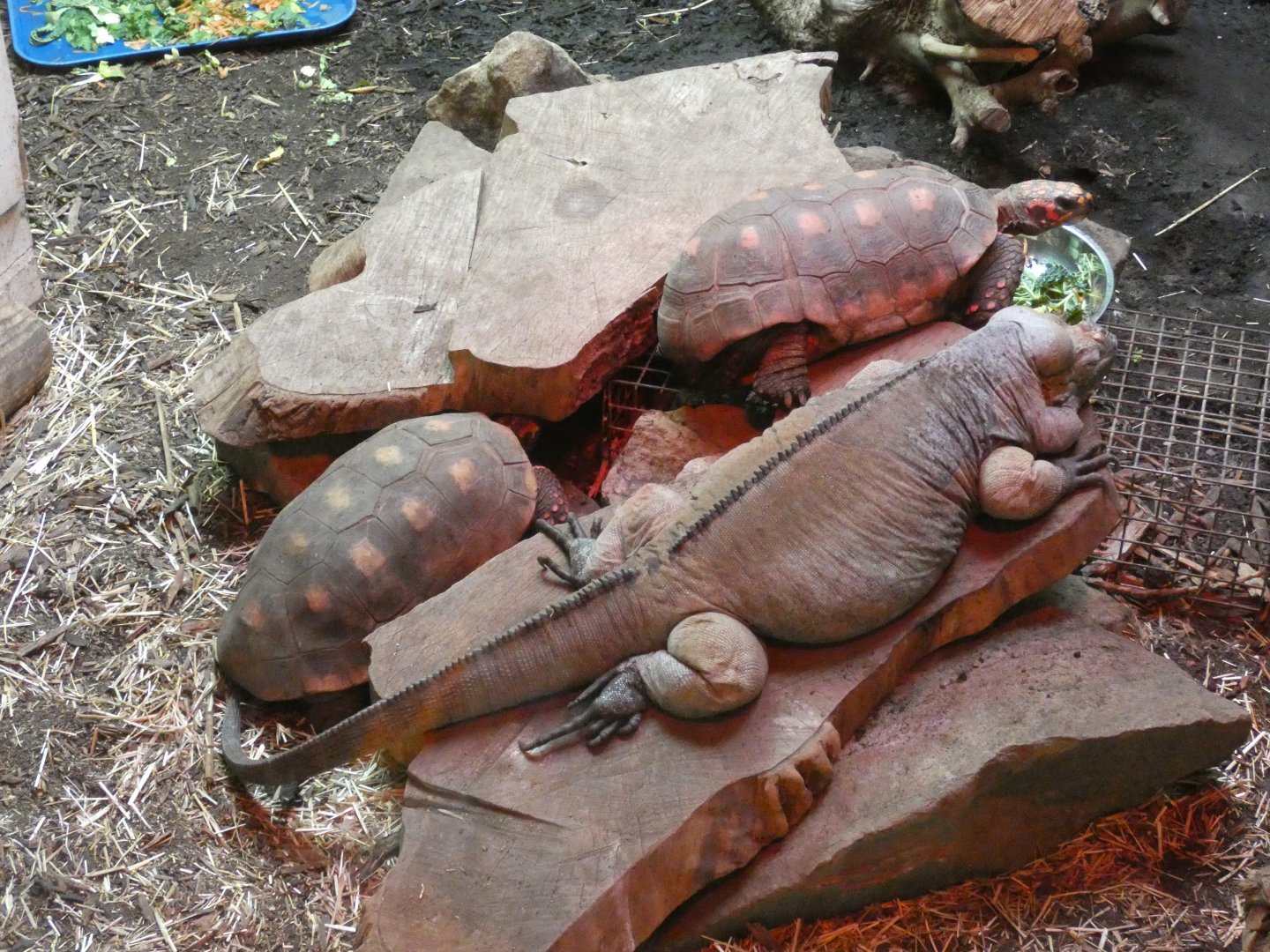 Rhinoceros iguana and Red-footed tortoise
