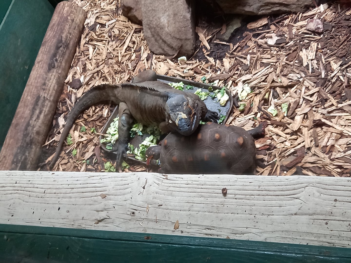 Rhinoceros Iguana and Red-footed Tortoise