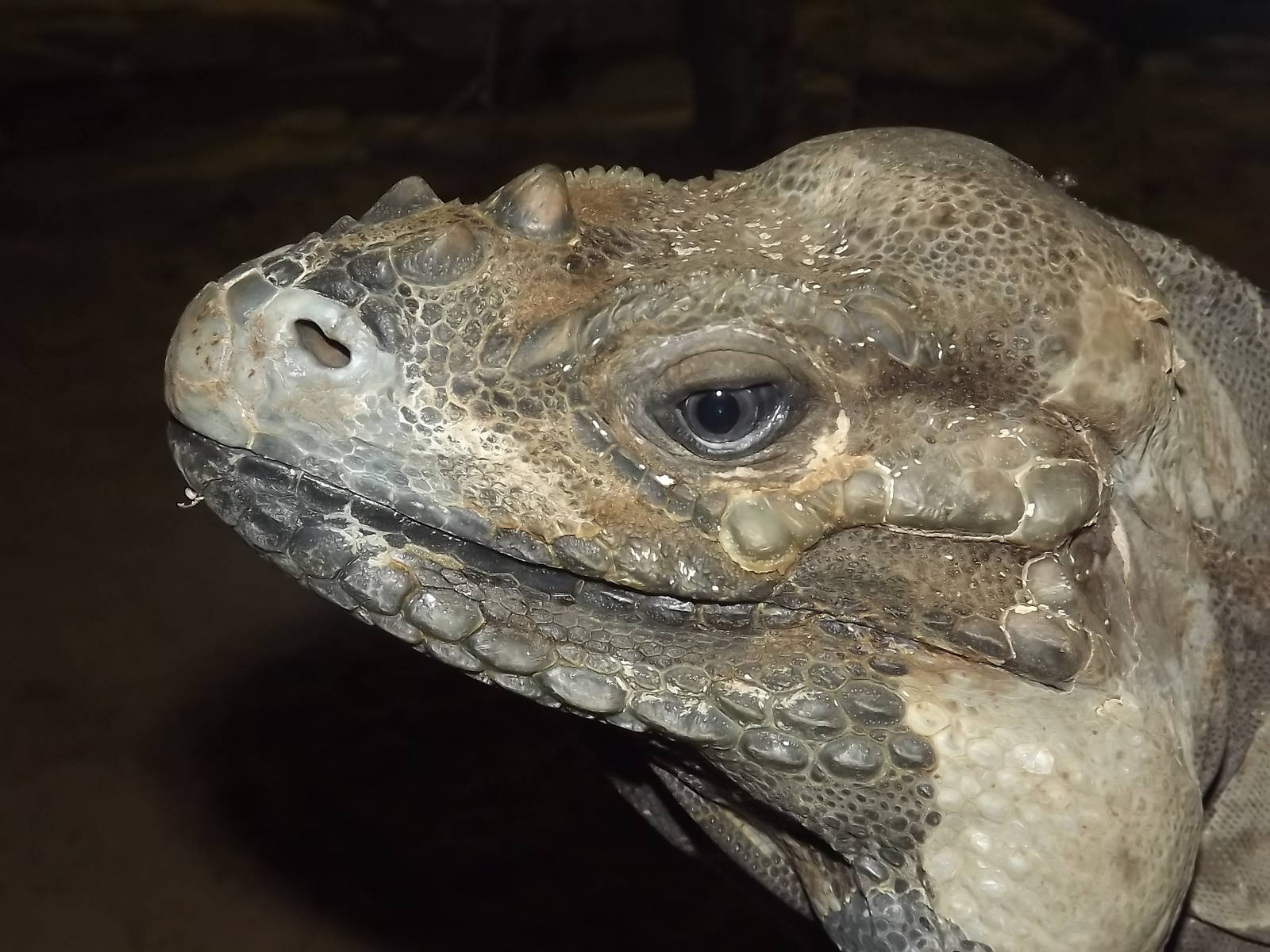 Rhinoceros Iguana at Blackpool Zoo 04/08/12