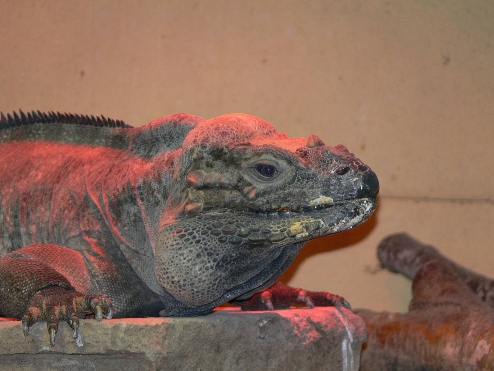Rhinoceros Iguana at Blackpool Zoo, 09/12/12