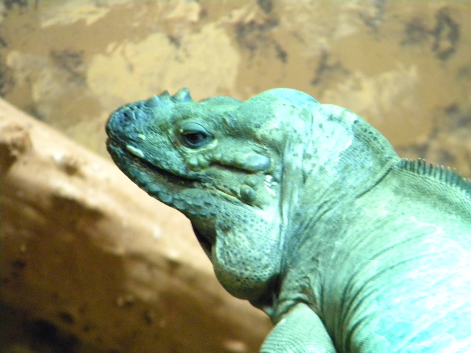 Rhinoceros Iguana at Blackpool Zoo 10th April 2011