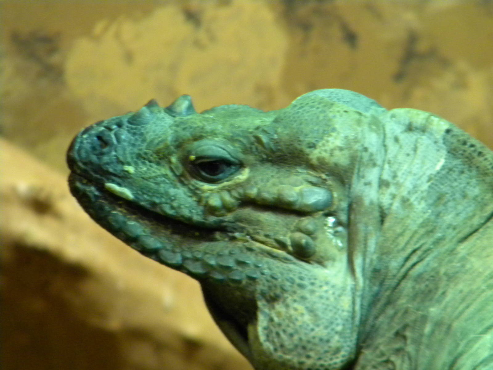 Rhinoceros Iguana at Blackpool Zoo 10th April 2011