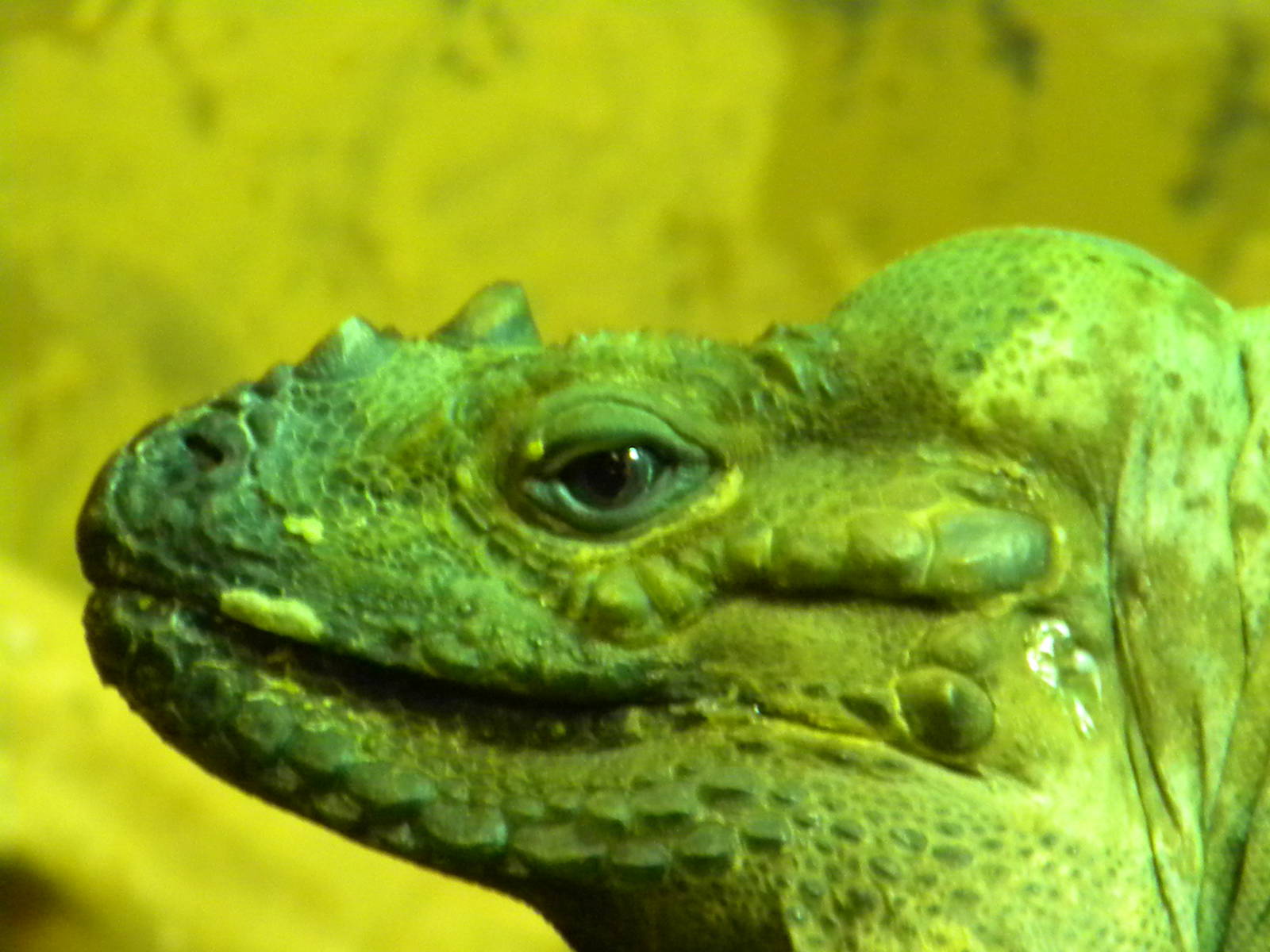 Rhinoceros Iguana at Blackpool Zoo 10th April 2011