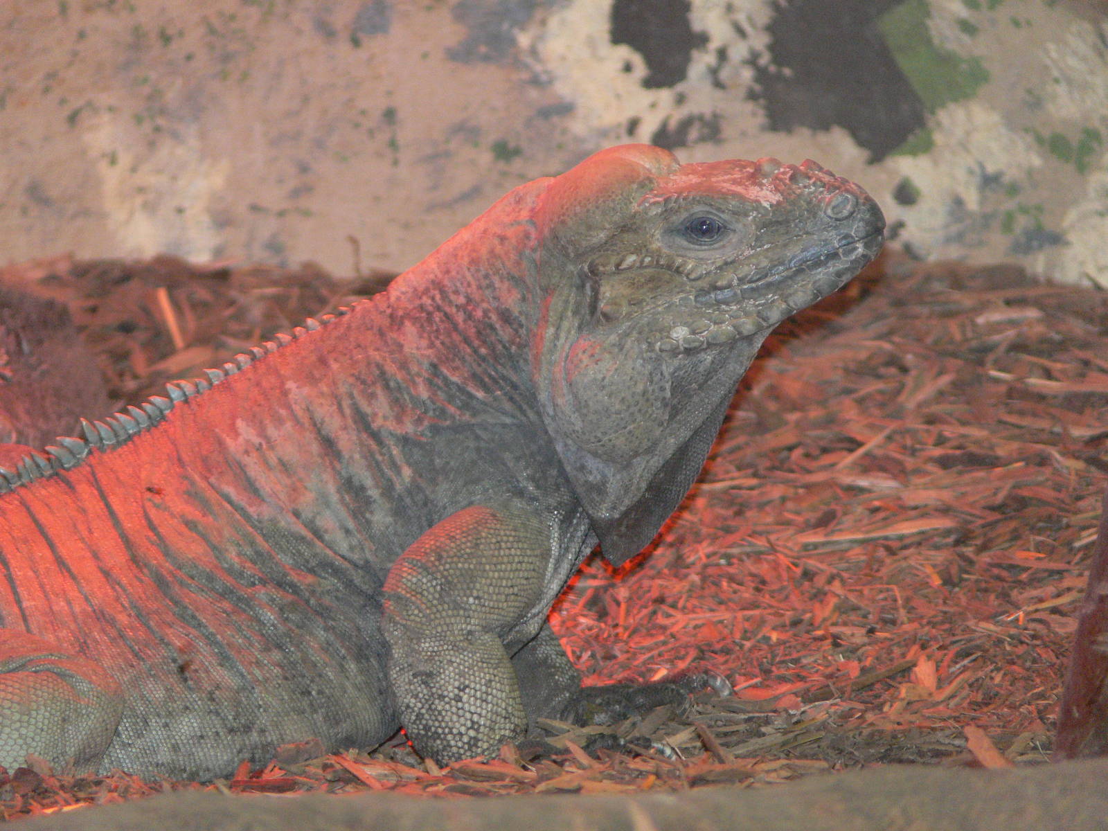 Rhinoceros Iguana at Blackpool Zoo, 27/01/13