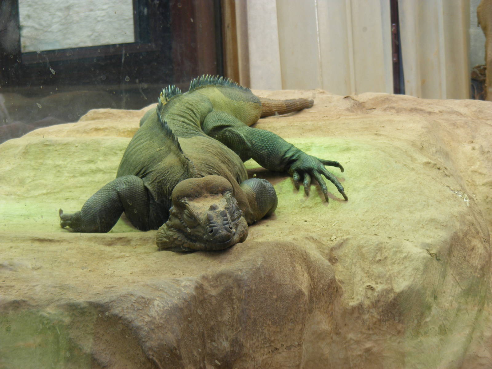 Rhinoceros iguana at Bristol Zoo, 1 August 2010
