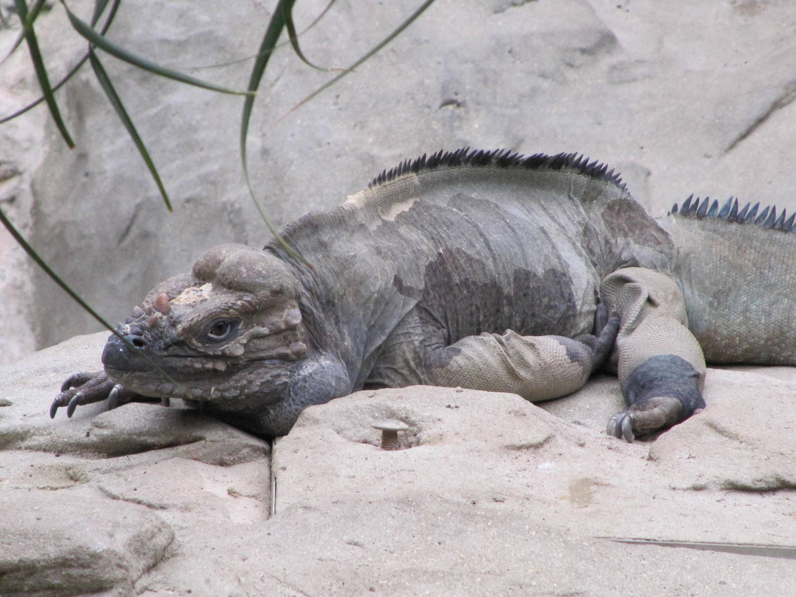 Rhinoceros Iguana at Colchester Zoo 11/07/14