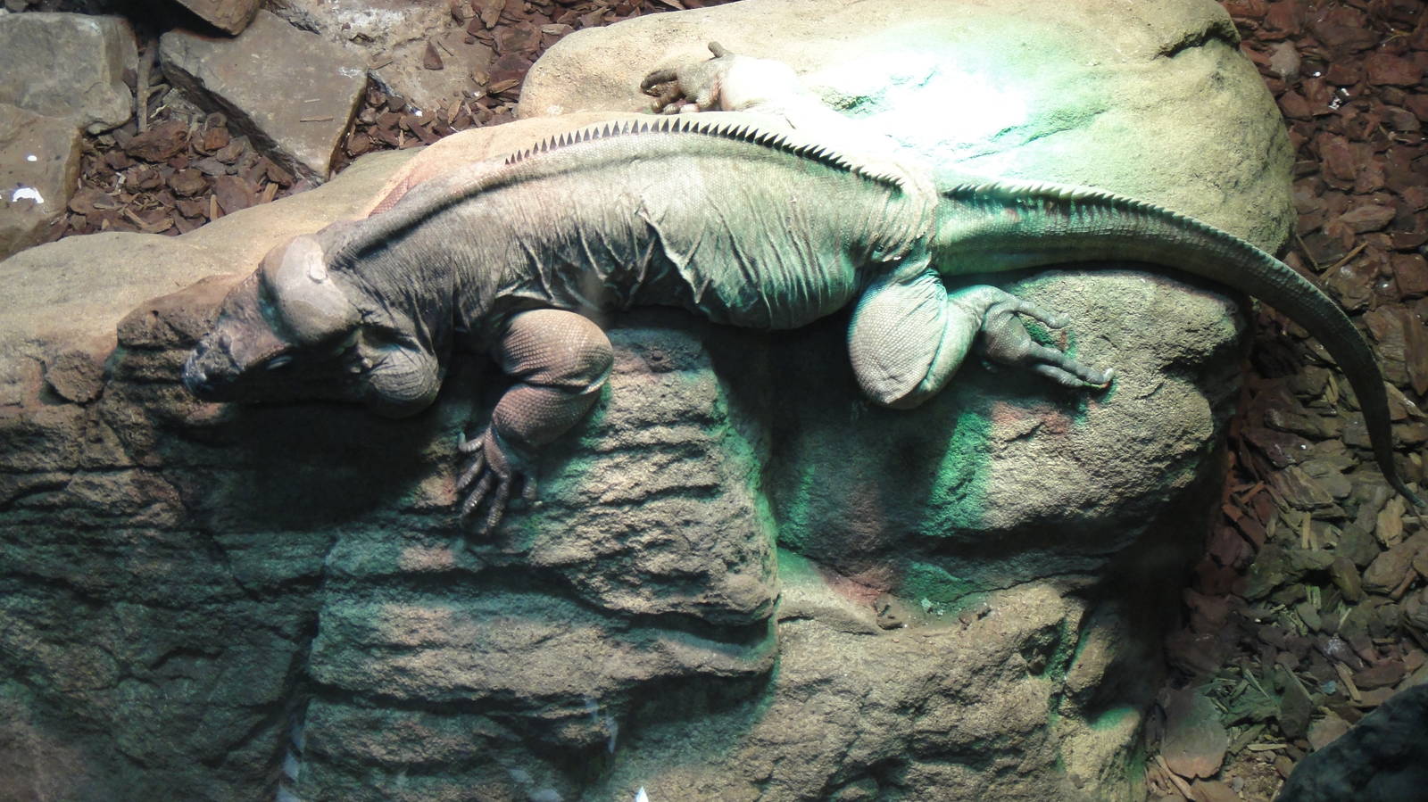 Rhinoceros Iguana at Dallas zoo 2015-03-12