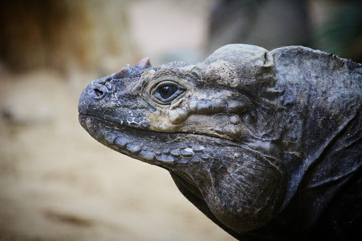 Rhinoceros Iguana at Dudley Zoo & Castle
