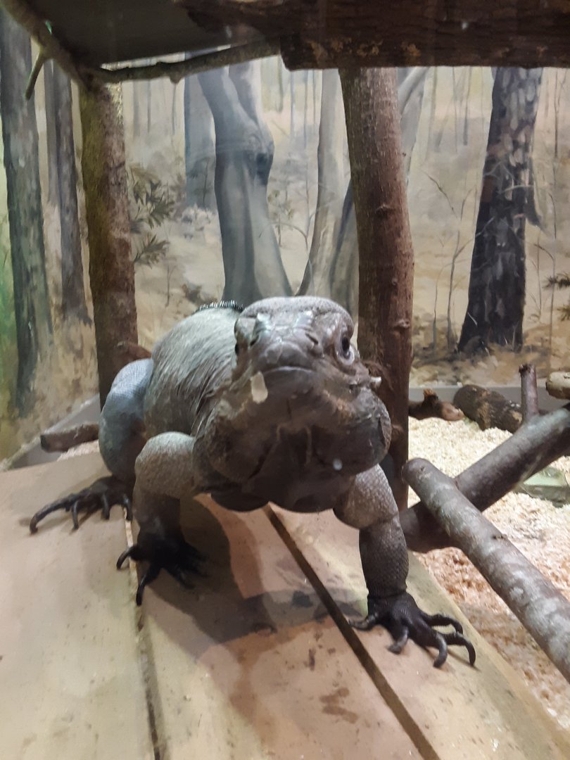Rhinoceros Iguana at the Greensboro Science Center