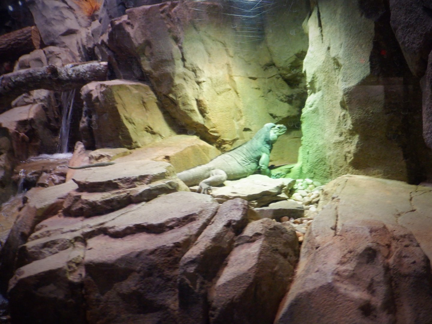 Rhinoceros Iguana at the Greensboro Science Center