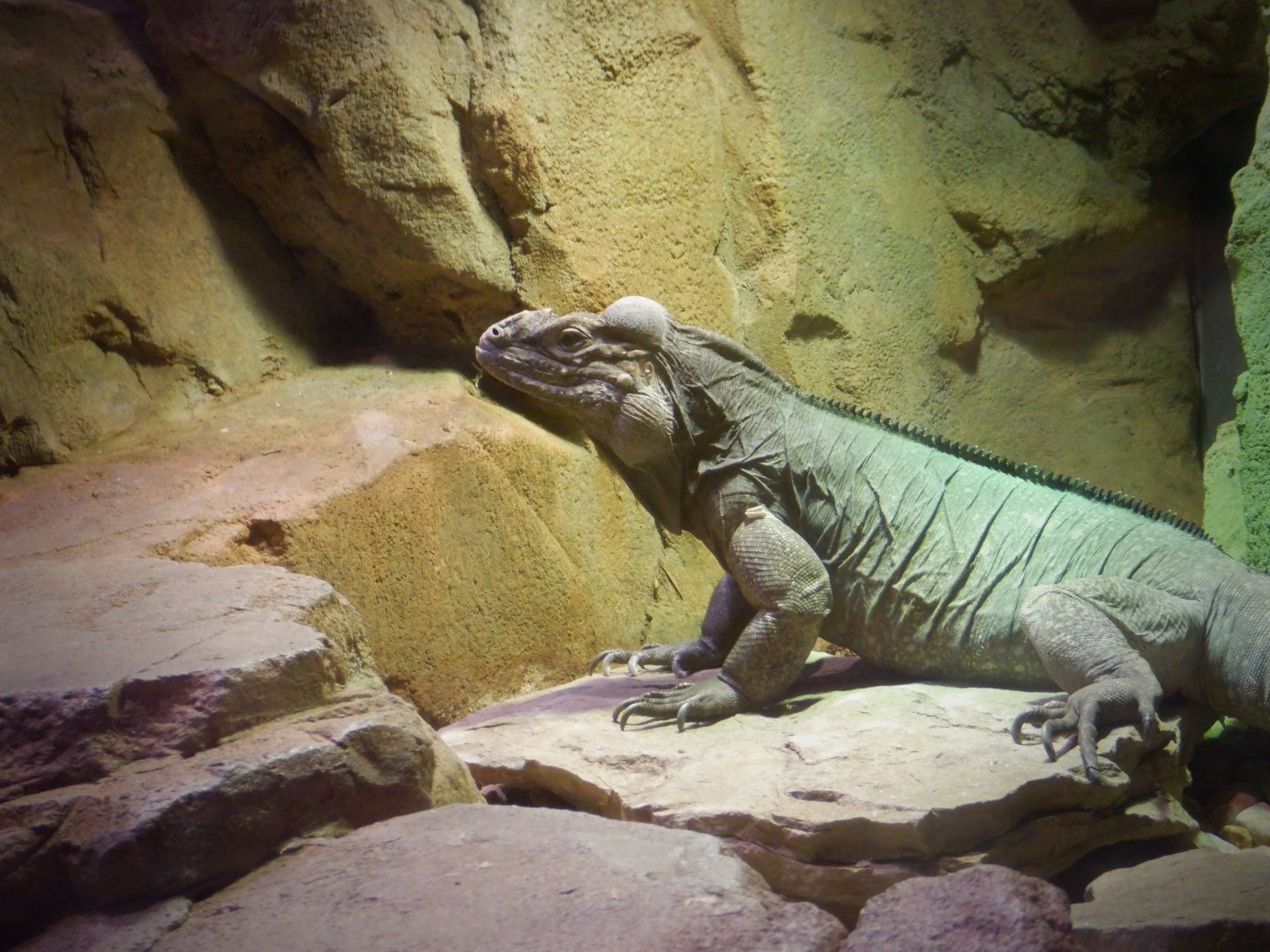 Rhinoceros Iguana at the Greensboro Science Center