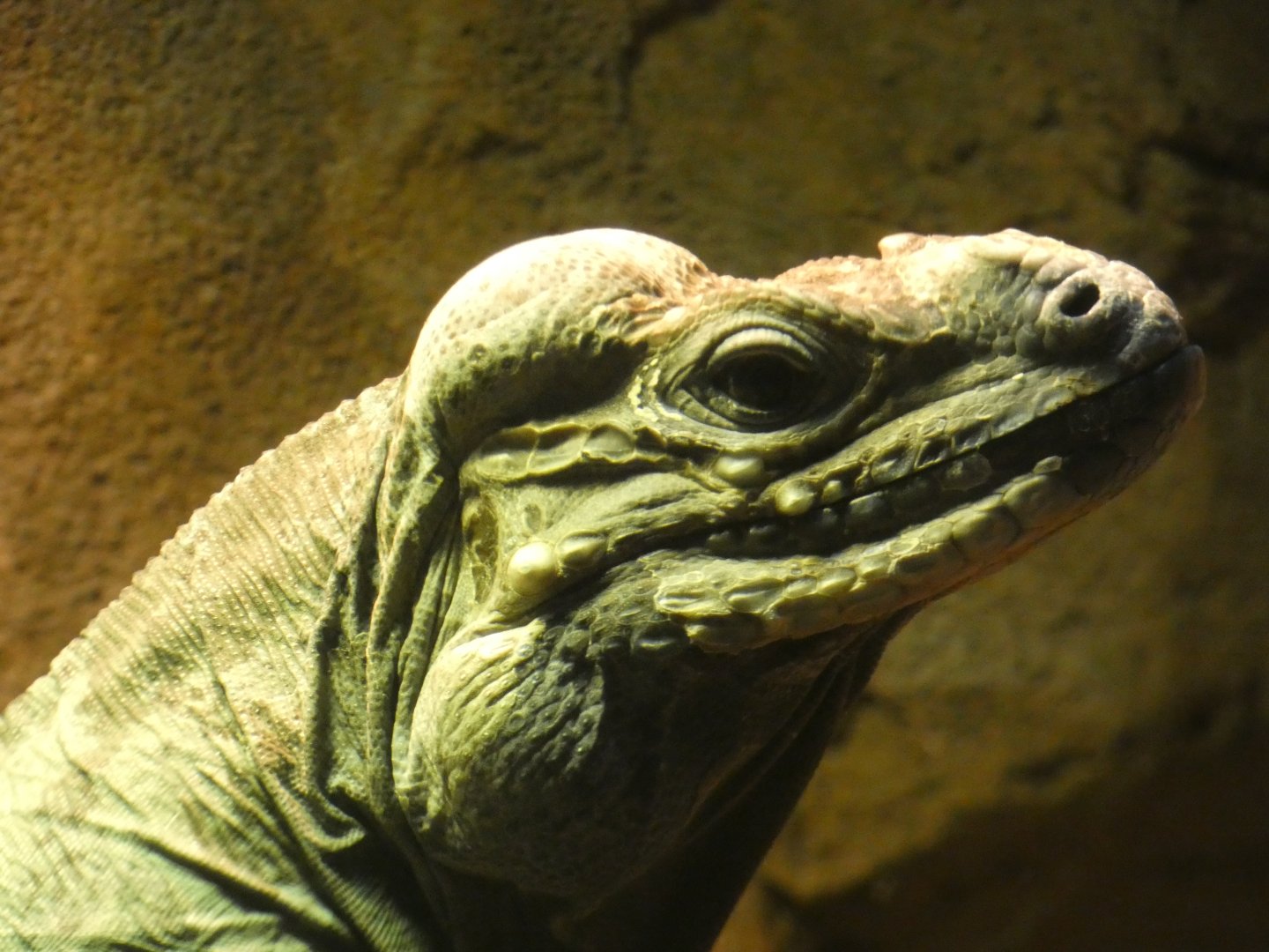 Rhinoceros Iguana at the Greensboro Science Center