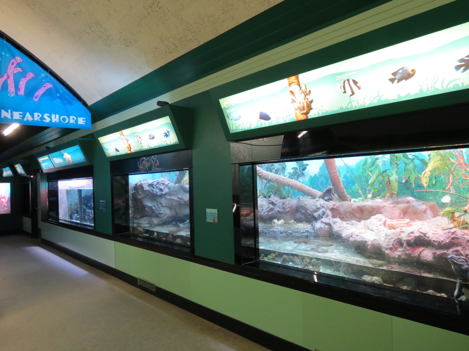 Rhinoceros Iguana, Coconut Crab, and Others Exhibit