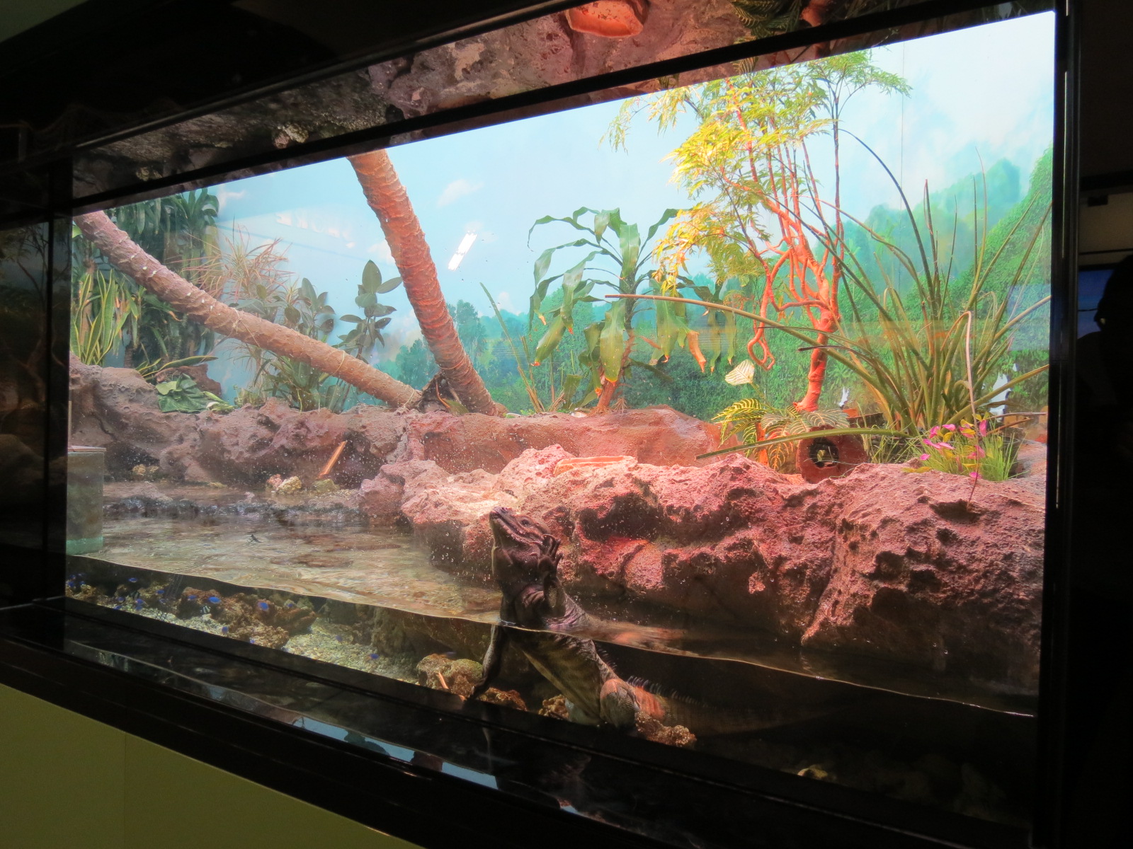 Rhinoceros Iguana, Coconut Crab, and Others Exhibit