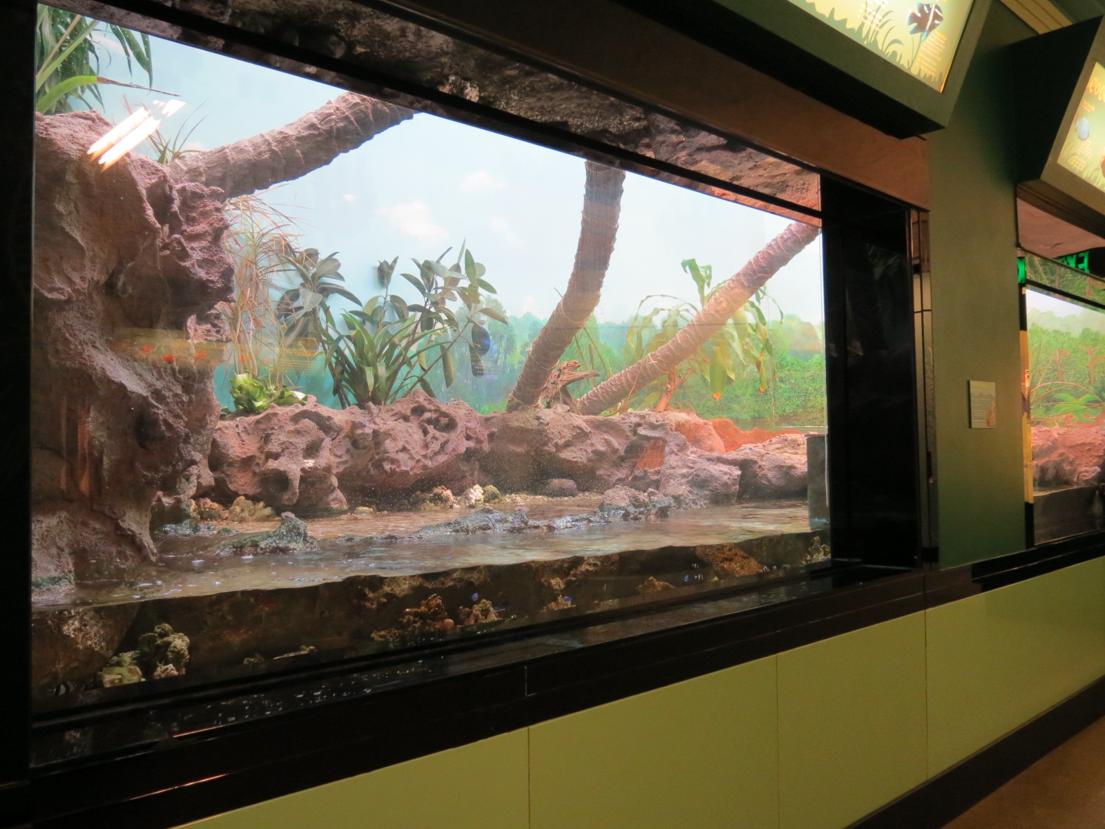 Rhinoceros Iguana, Coconut Crab, and Others Exhibit