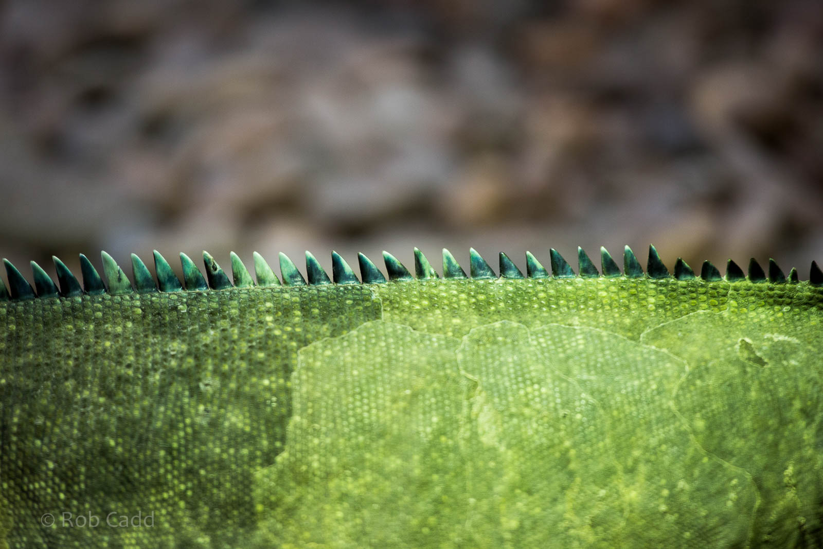 Rhinoceros iguana : Colchester : 18 Oct 2014