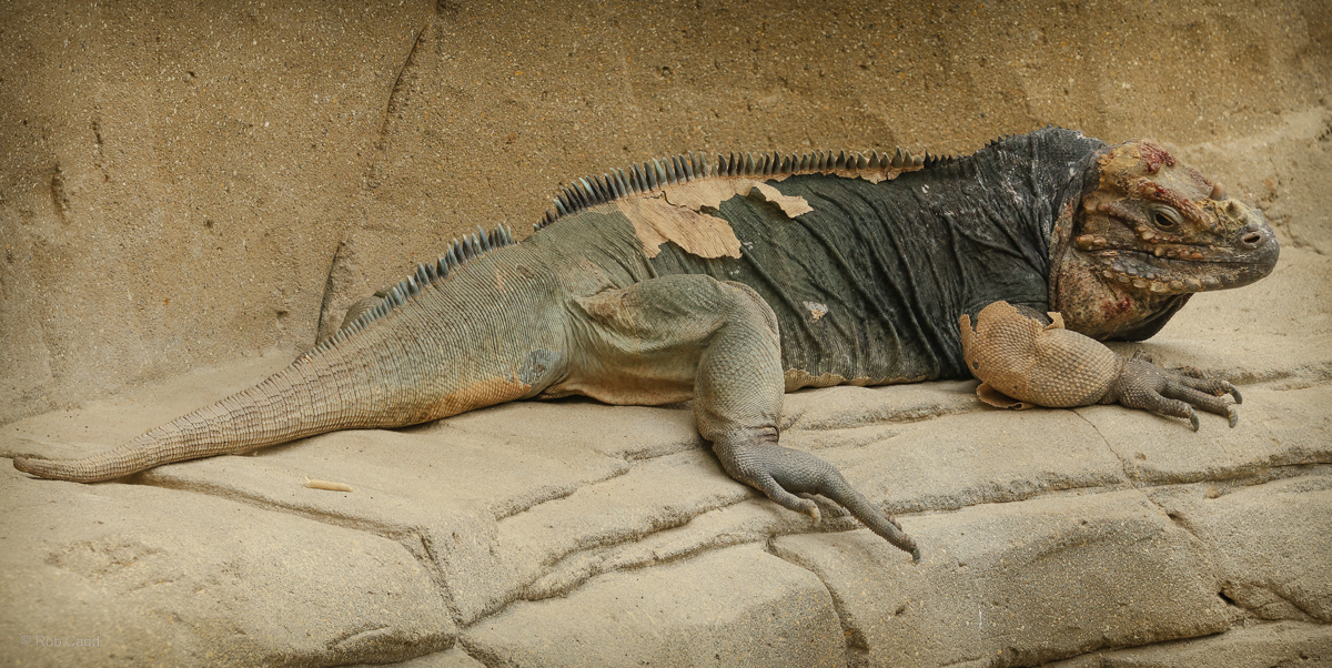 Rhinoceros iguana : Colchester Zoo : 17 Jul 2025