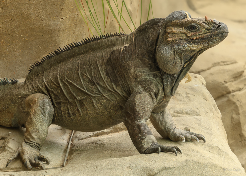 Rhinoceros iguana : Colchester Zoo : 17 Jul 2025