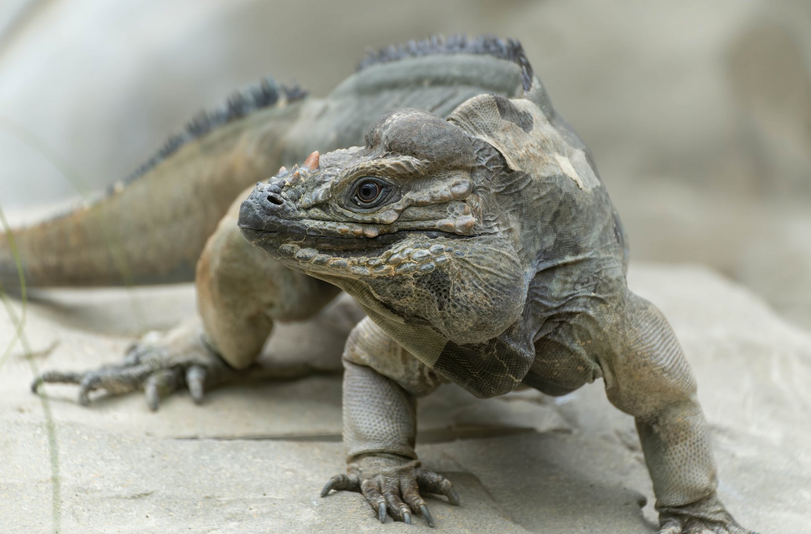 Rhinoceros iguana, Colchester zoo, UK