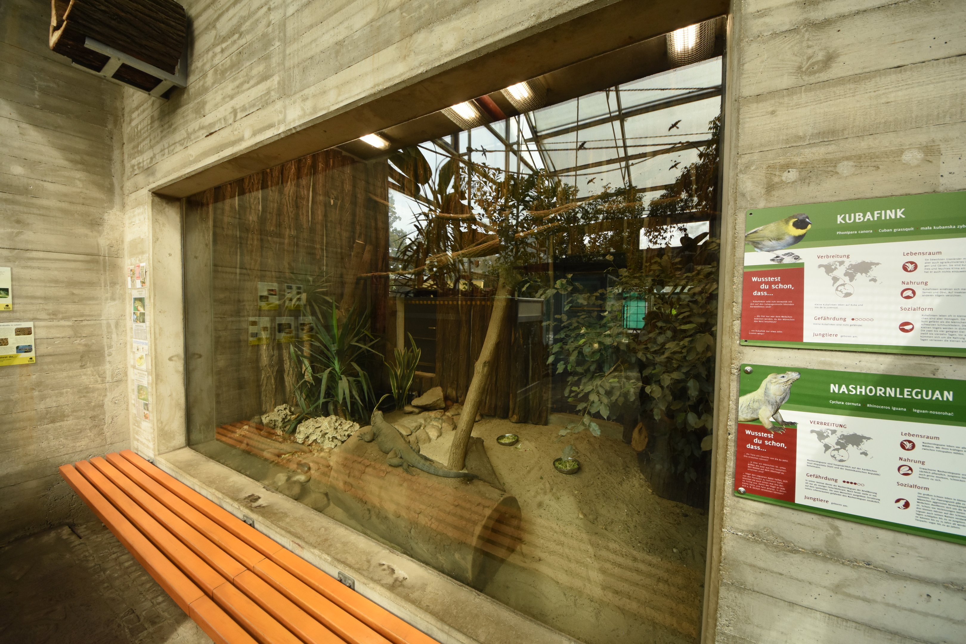 Rhinoceros iguana & Cuban grassquit