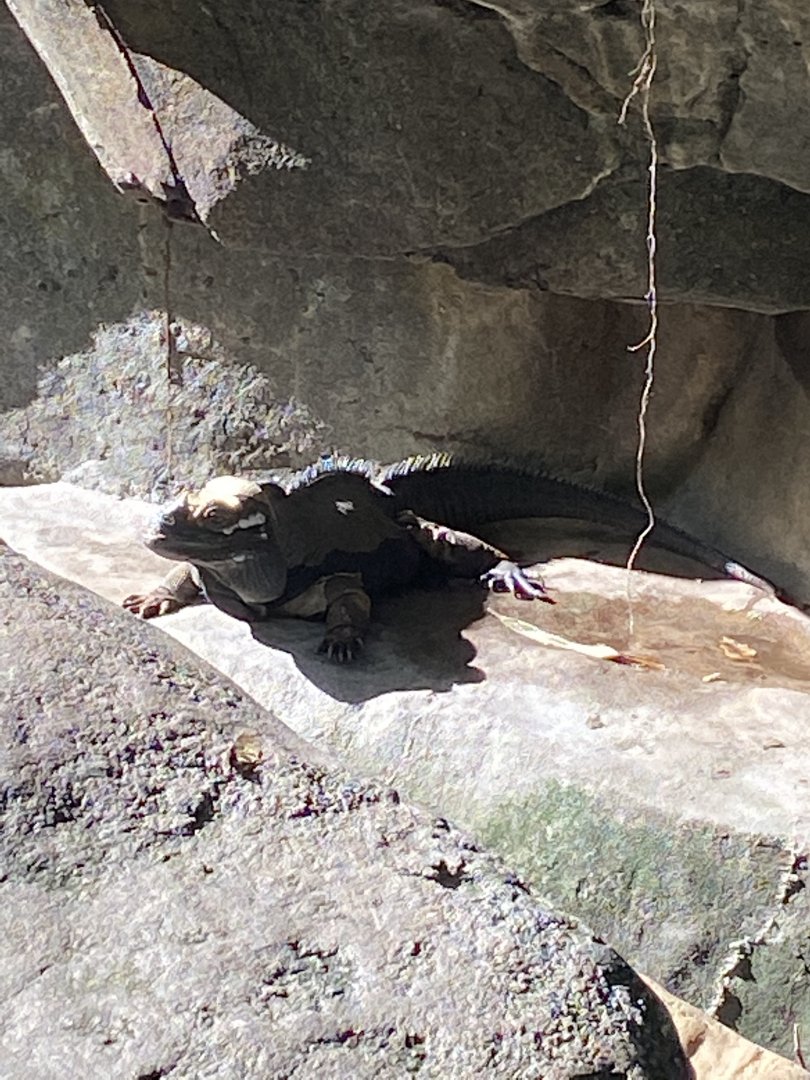 Rhinoceros Iguana (Cyclura corntua)