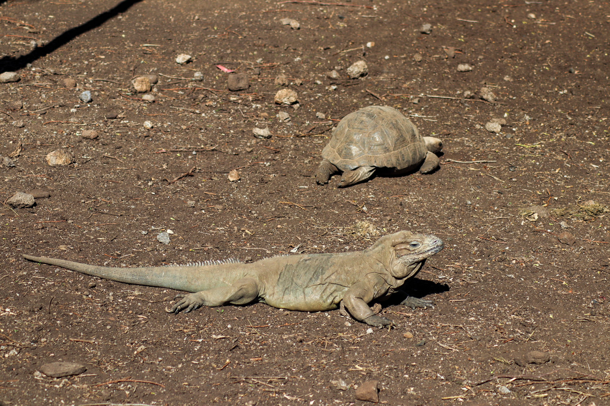 Rhinoceros Iguana (Cyclura cornuta) and Aldabra Giant Tortoise (Aldabrachelys gigantea)